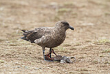 Image. Brown Skua