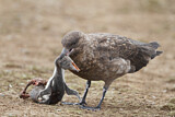 Image. Brown Skua