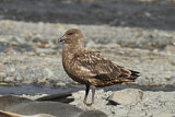 Image. Brown Skua