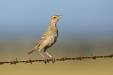 Image. Brown Songlark