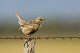 Image. Brown Songlark