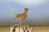 Image. Brown Songlark