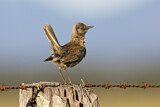 Image. Brown Songlark