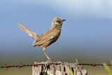 Image. Brown Songlark