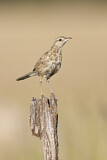 Image. Brown Songlark