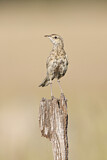 Image. Brown Songlark