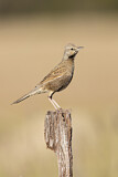 Image. Brown Songlark