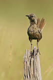 Image. Brown Songlark