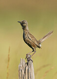 Image. Brown Songlark