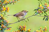 Image. Brown Thornbill