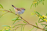 Image. Brown Thornbill