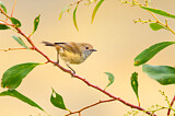 Image. Brown Thornbill