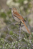 Image. Brown Thrasher