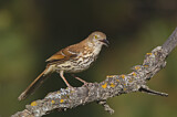 Image. Brown Thrasher