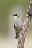 Image. Brown Treecreeper