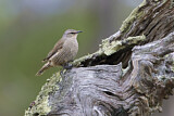 Image. Brown Treecreeper