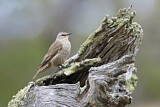Image. Brown Treecreeper