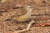 Image. Brown Treecreeper