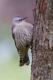 Image. Brown Treecreeper