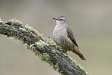 Image. Brown Treecreeper