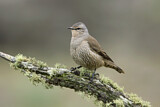 Image. Brown Treecreeper