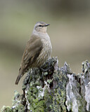 Image. Brown Treecreeper