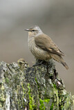 Image. Brown Treecreeper