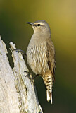 Image. Brown Treecreeper