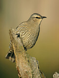 Image. Brown Treecreeper