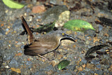Image. Brown Trembler