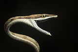 Image. Brown Vine Snake