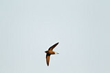 Image. Brown-backed Needletail