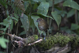 Image. Brown-banded Antpitta
