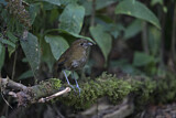 Image. Brown-banded Antpitta