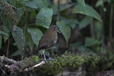 Image. Brown-banded Antpitta