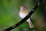 Image. Brown-breasted Flycatcher