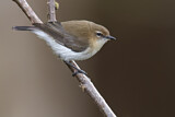 Image. Brown-breasted Gerygone