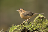 Image. Brown-capped Babbler