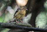 Image. Brown-capped Babbler