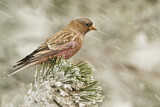 Image. Brown-capped Rosy Finch