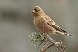 Image. Brown-capped Rosy Finch