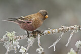Image. Brown-capped Rosy Finch