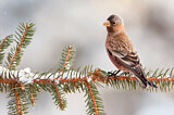 Image. Brown-capped Rosy Finch