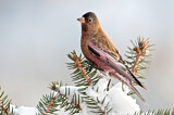Image. Brown-capped Rosy Finch