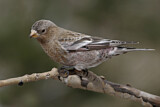 Image. Brown-capped Rosy Finch