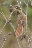 Image. Brown-capped Tit-Spinetail