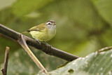 Image. Brown-capped Vireo