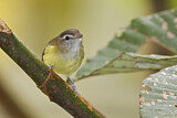 Image. Brown-capped Vireo