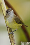 Image. Brown-capped Vireo