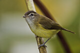 Image. Brown-capped Vireo
